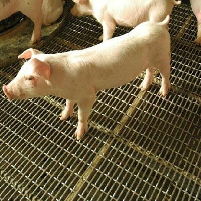 Bom preço. Tela entalhada do furo quadrado do fio do grizzly corrugado preto ferro folha de carbono tecelagem de aço inoxidável frisado rede de arame para a parede do porco on-line